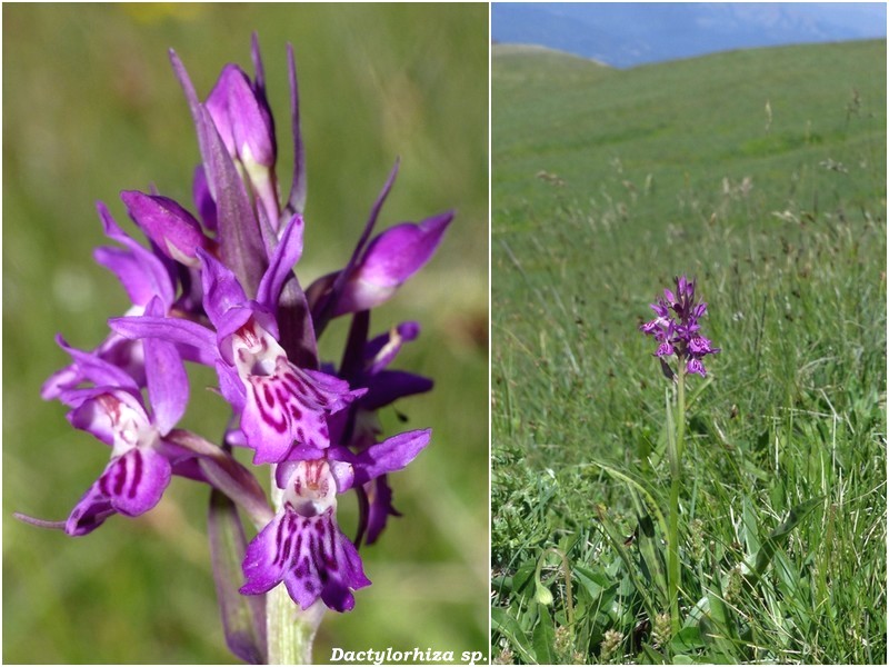 Monte Doro e Cima della Laghetta, le orchidee e i loro ambienti - luglio 2025.